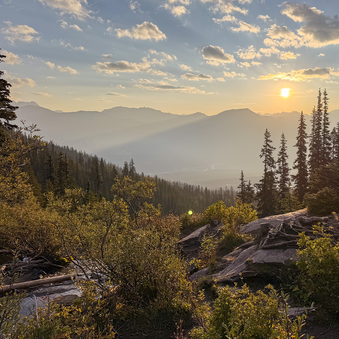 Sunrise over a misty valley with evergreen trees and a rocky foreground, casting long shadows.